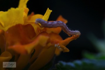 Makro