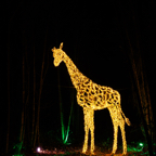20221229_201501_ASR5-033199.jpg