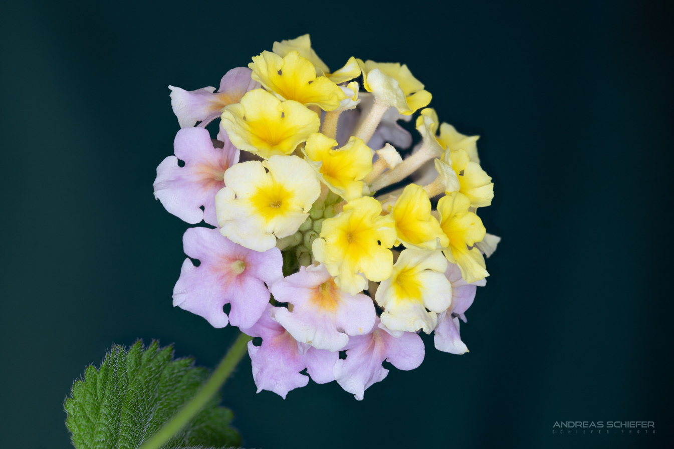 Die Lantana Camara aus dem ersten Bild 3 Tage später
