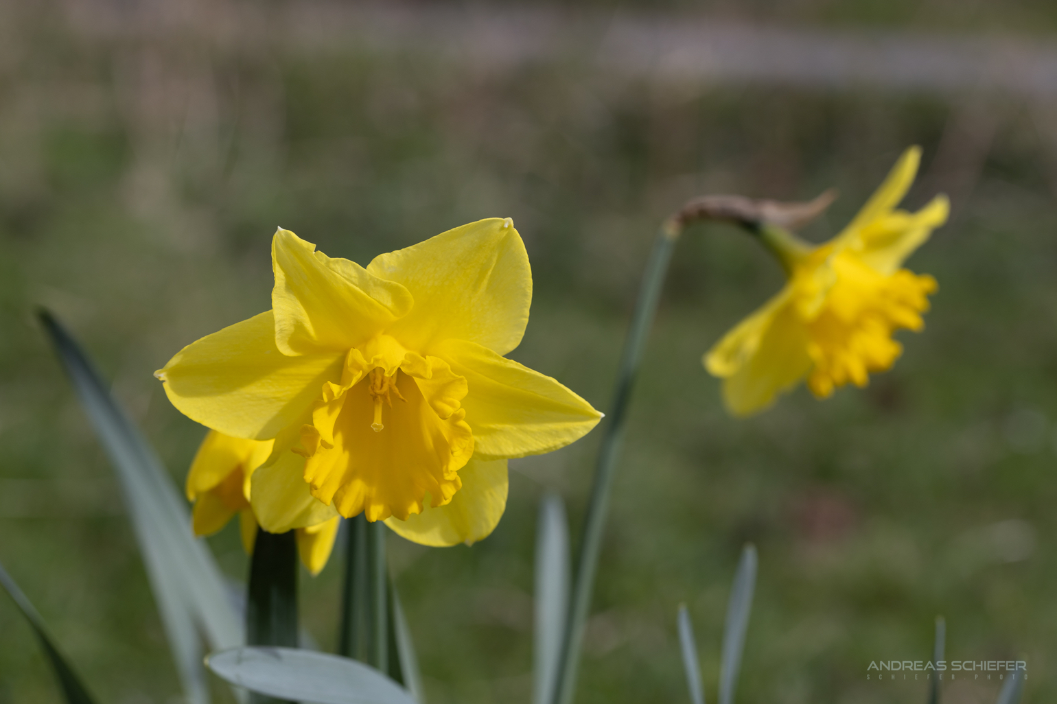 letzte Narzissen, auch viel zu früh