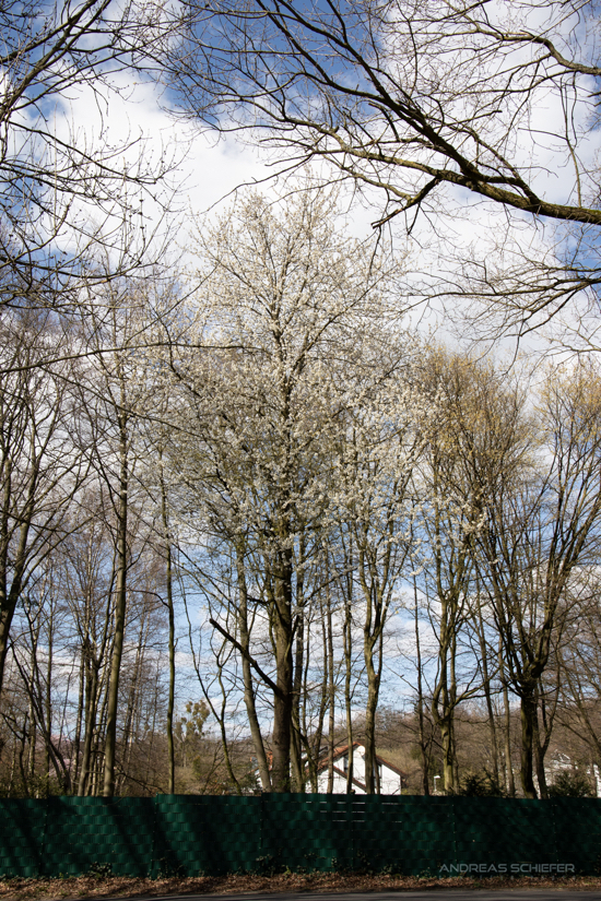 Baum