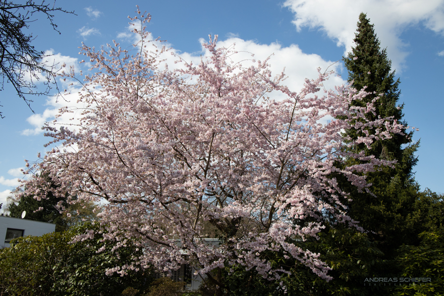 Baum