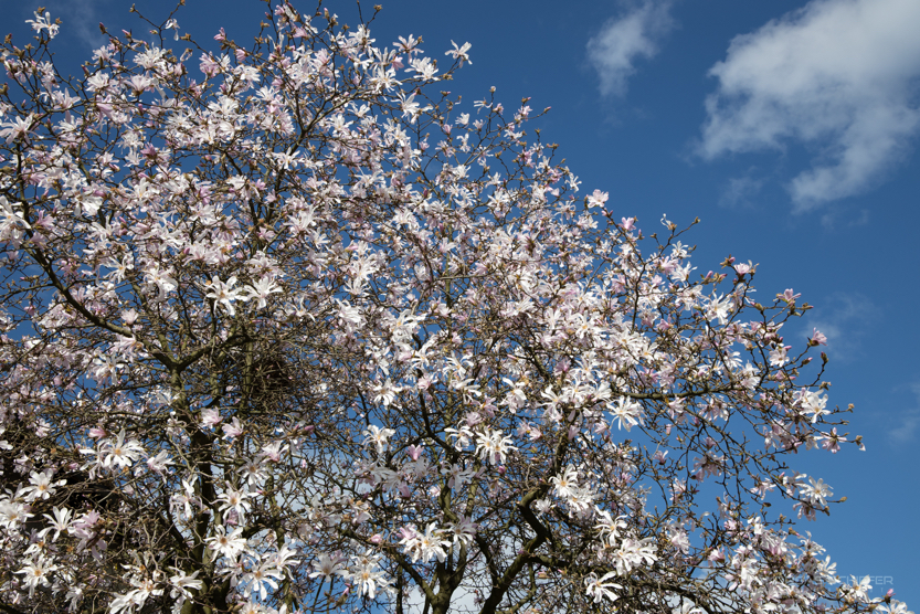 Magnolie