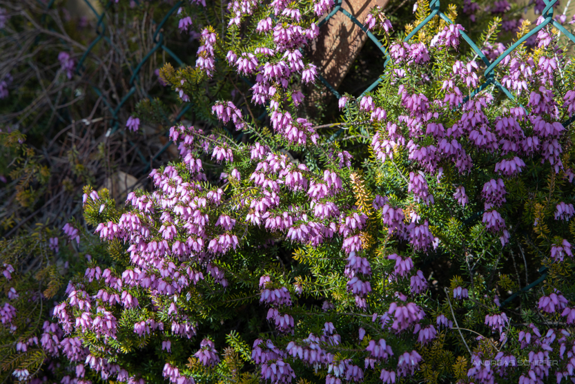rosa Heidekraut