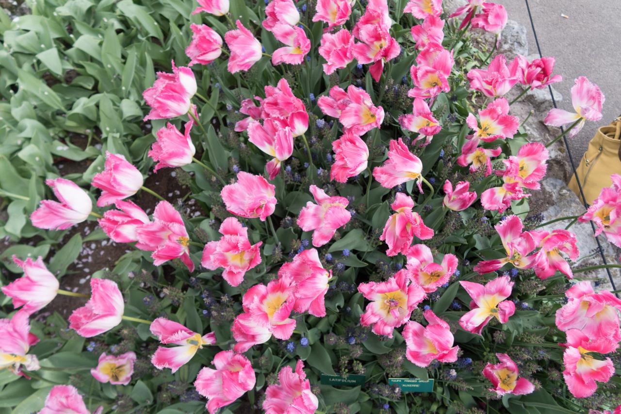 20170430_172647_01347.jpg