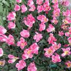 20170430_172647_01347.jpg