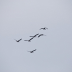 20131214_113833_07133.jpg