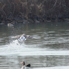 20140301_113226_11145.jpg
