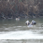 20140301_113226_11146.jpg