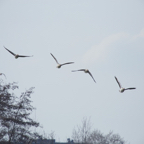 20140301_114459_11317.jpg