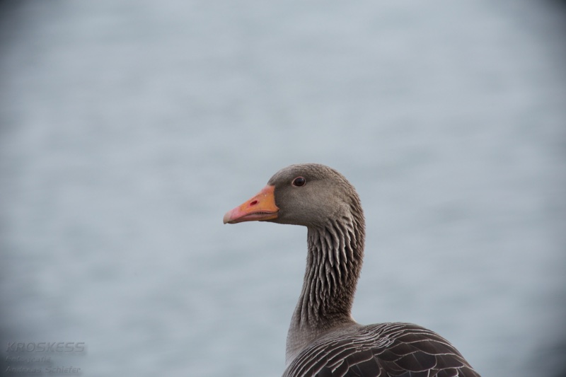 20140301_132311_11788.jpg