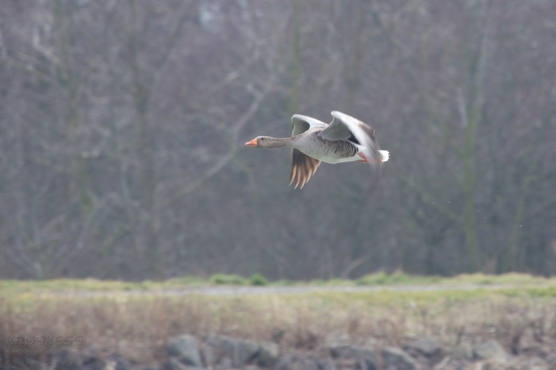 20140301_133529_11908.jpg