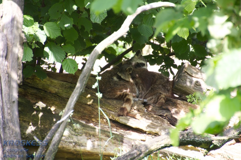 20120803_161852_00370.jpg