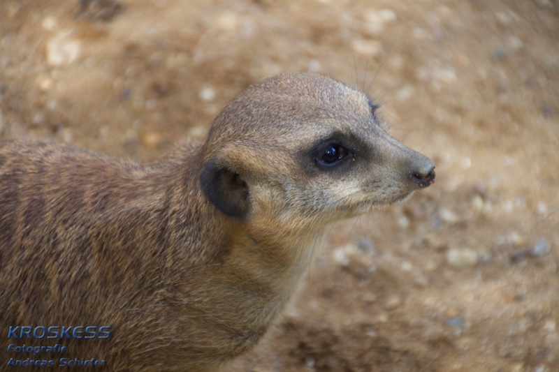 20120803_162146_00375.jpg