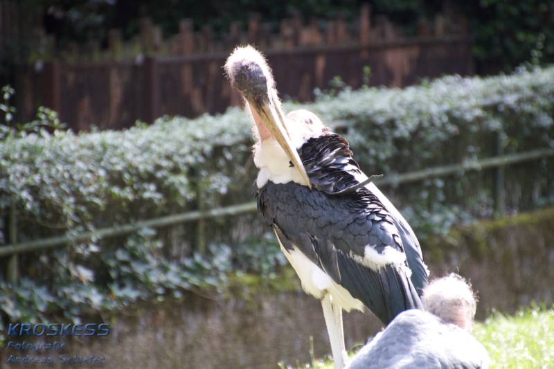 20120803_164303_00409.jpg