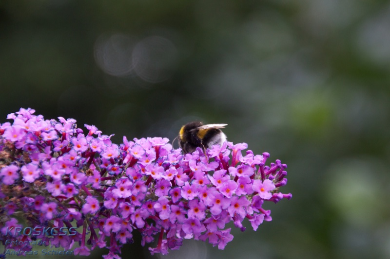 20120803_171731_00484.jpg