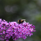20120803_171731_00484.jpg