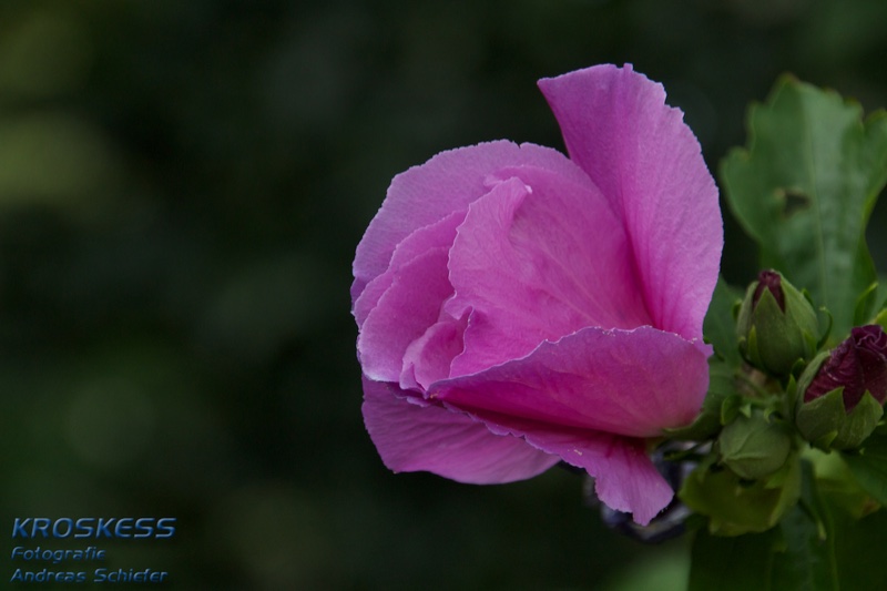 20120803_171832_00487.jpg