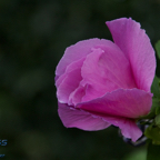 20120803_171832_00487.jpg