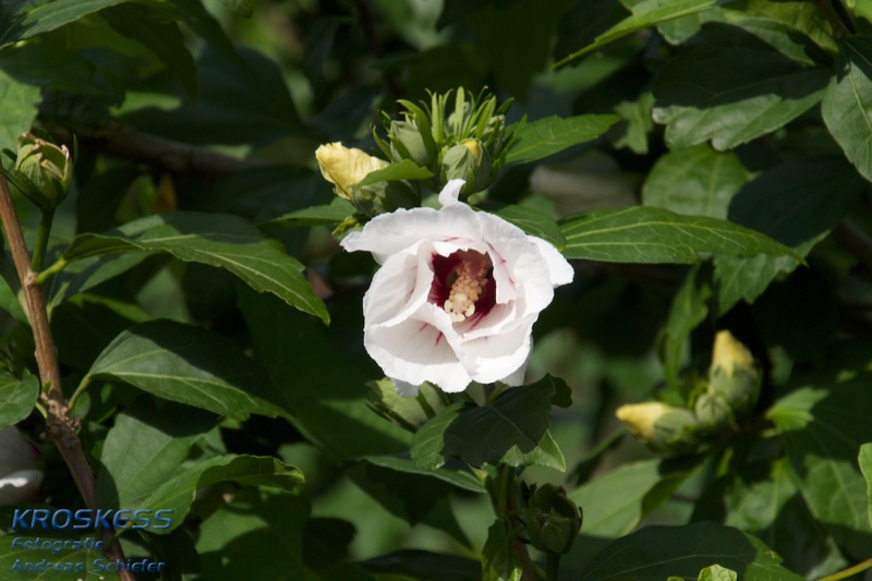 20120803_171902_00488.jpg