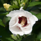 20120803_171909_00489.jpg