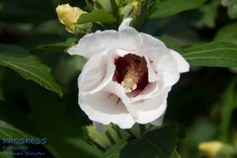 20120803_171912_00490.jpg