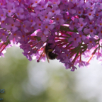 20120803_172009_00491.jpg