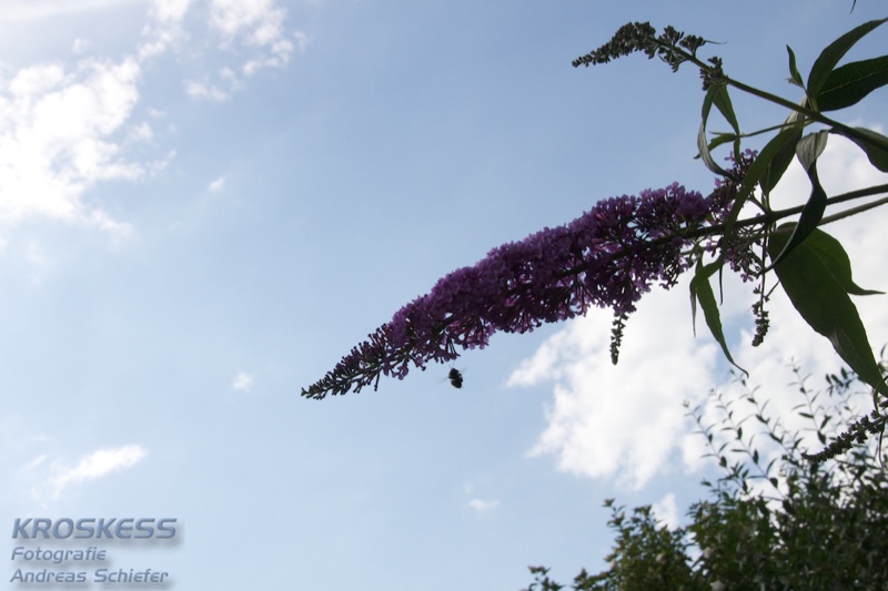 20120803_172040_00493.jpg