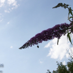 20120803_172040_00493.jpg