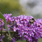 20120803_172107_00495.jpg