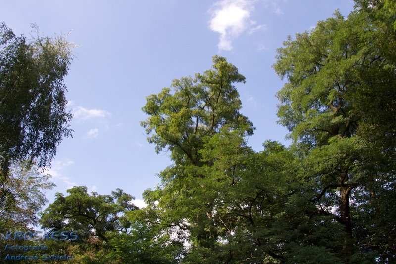 20120803_174413_00518.jpg