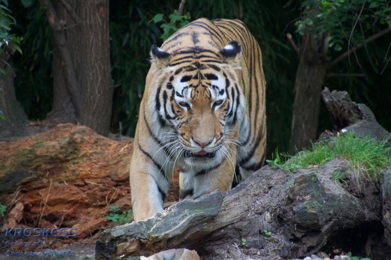 20120803_174528_00523.jpg