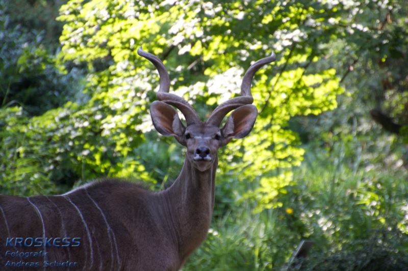 20120803_175000_00527.jpg