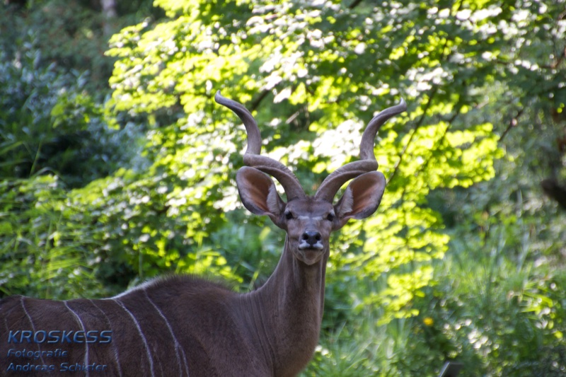 20120803_175005_00529.jpg