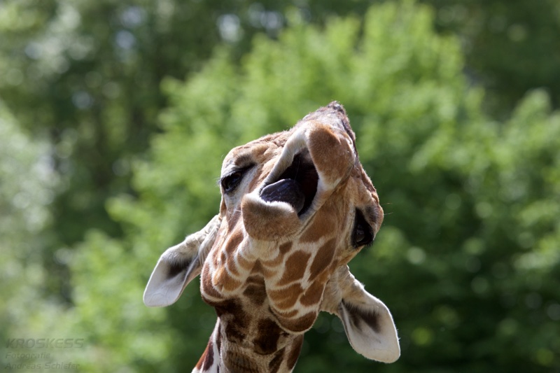 20150506_115235_38720.jpg